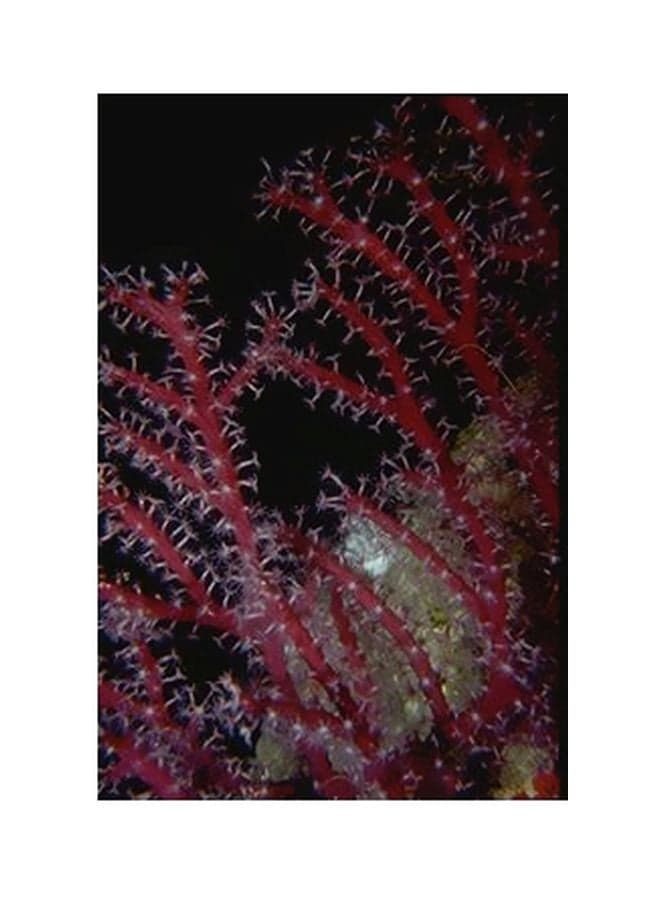 Decorative Wall Poster Black/Red/White 15x20cm Posters & Prints