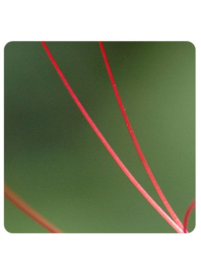 Printed Wooden Coaster Green/Red 9x9cm