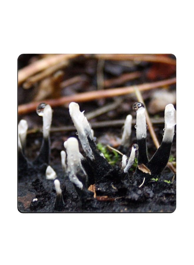 Mushroom Printed Coaster Multicolour 9x9cm