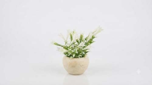 White Artificial Flowers in Ceramic Round Pot for Indoor Decoration | No watering required, realistic looking plant, for home and office, suitable for table, entrance and bedroom