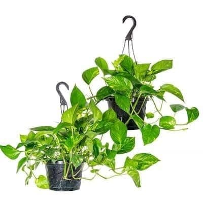 Hanging pothos Plants, 2-Pack, Green Hanging Foliage, Indoor Decor