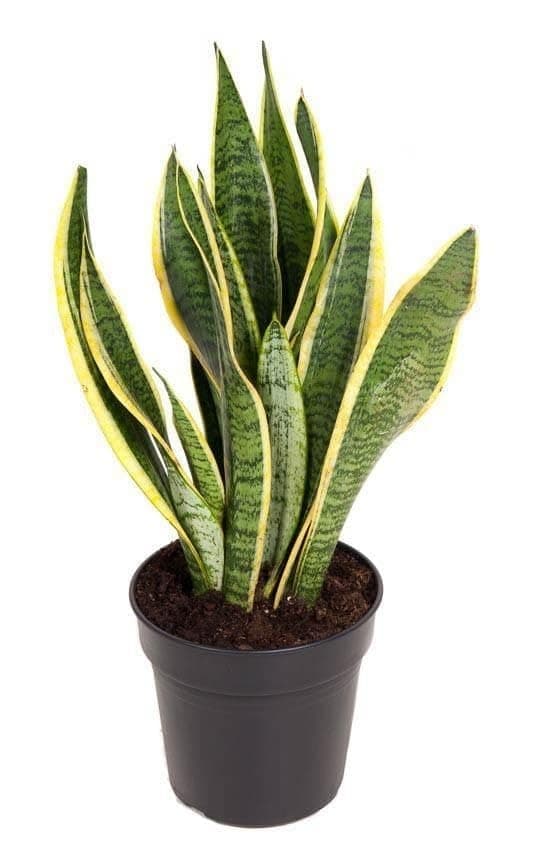 Snake Plant (Sansevieria) in Black Pot, Indoor Houseplant, Yellow-Edged Green Leaves