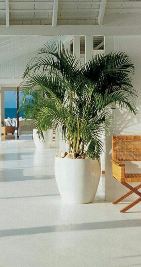 Natural Areca Plant in White Pot Large | Natural Plant, White Pot, Large