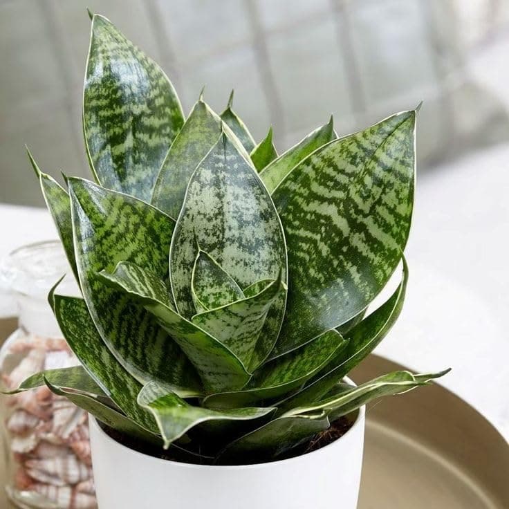 Sansevieria Trifaciata Indoor Plant with Green Striped Leaves in White Pot Plant seed