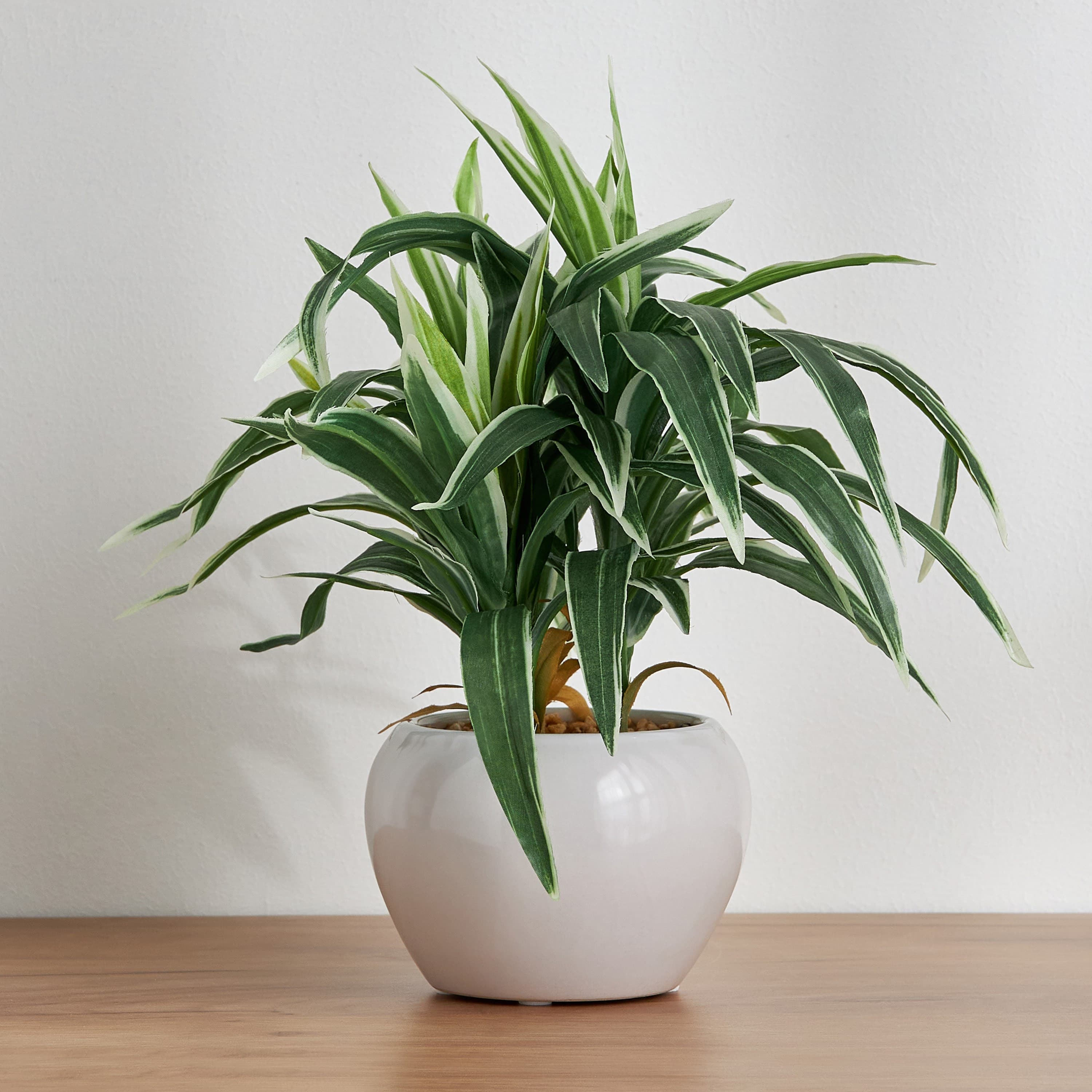 Conrad Snake Plant with Pot - 30 cm Potted Plants