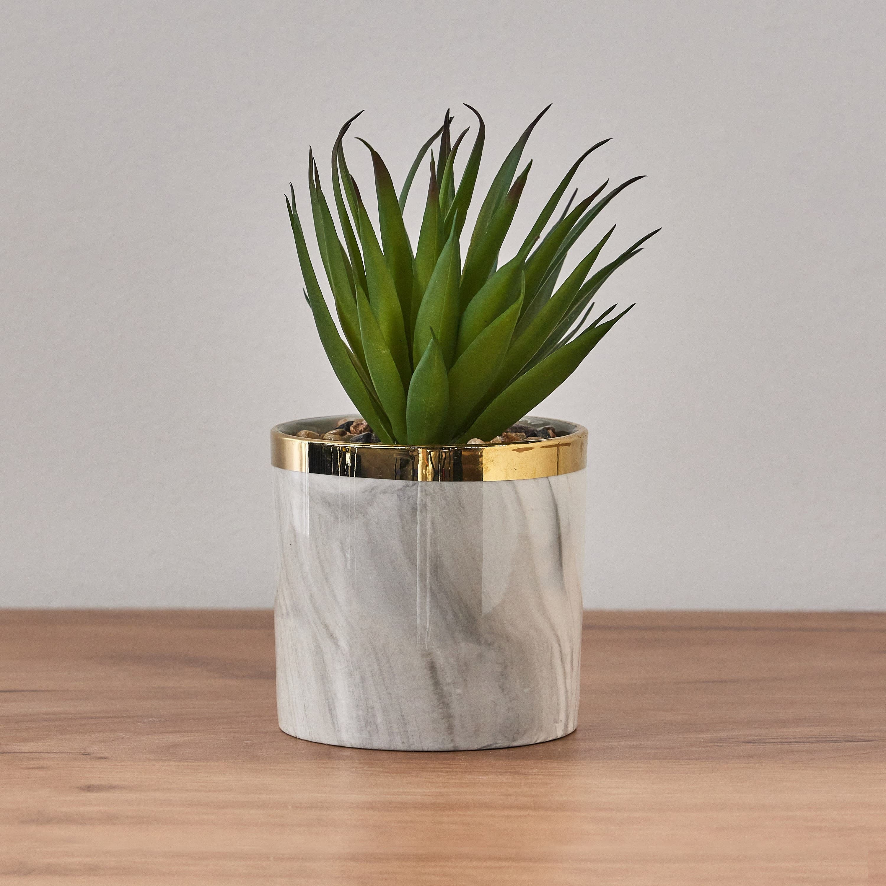 Aloe Plant in Pot - 17 cm Succulents