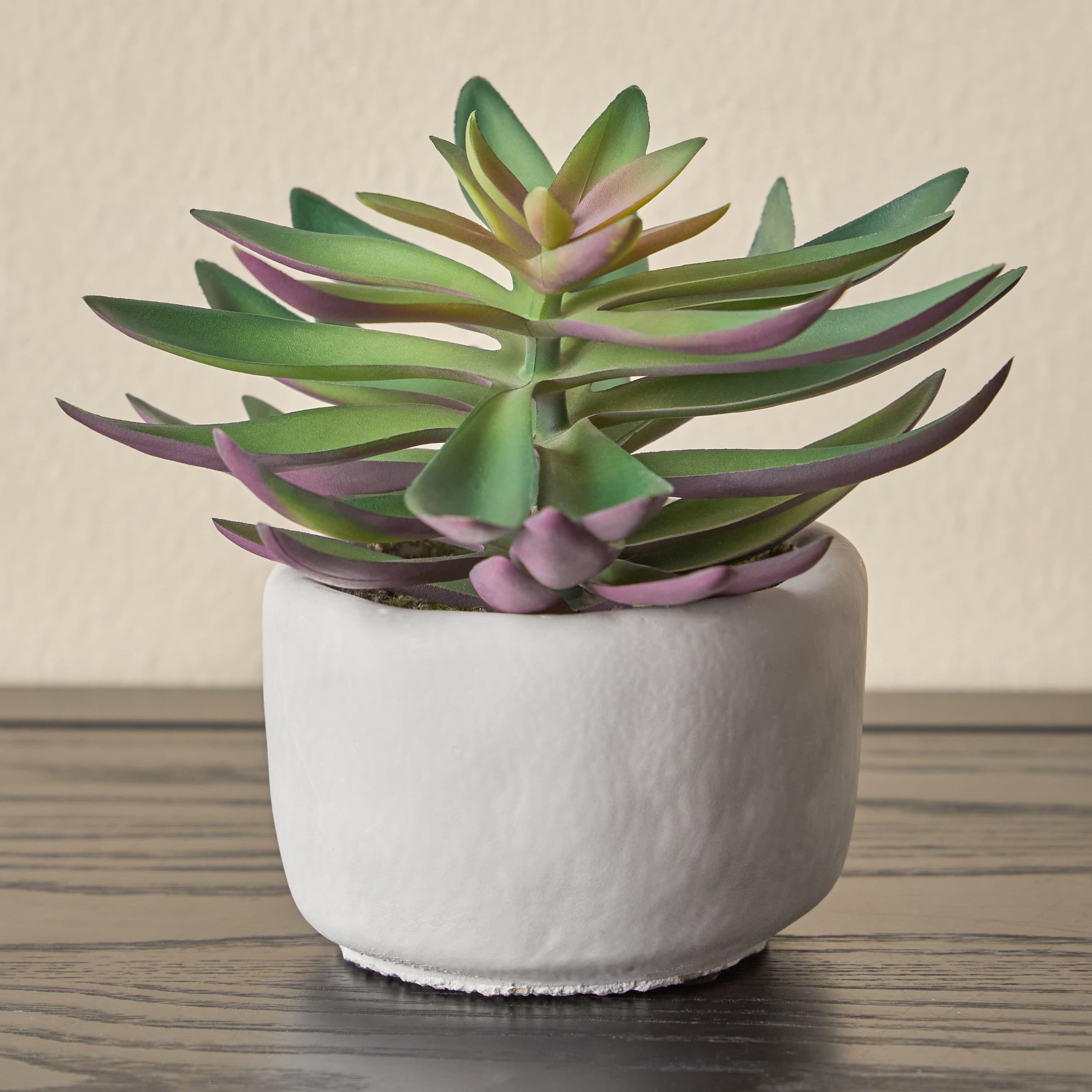 Terra Mini Succulent with Pot - 16 cm
