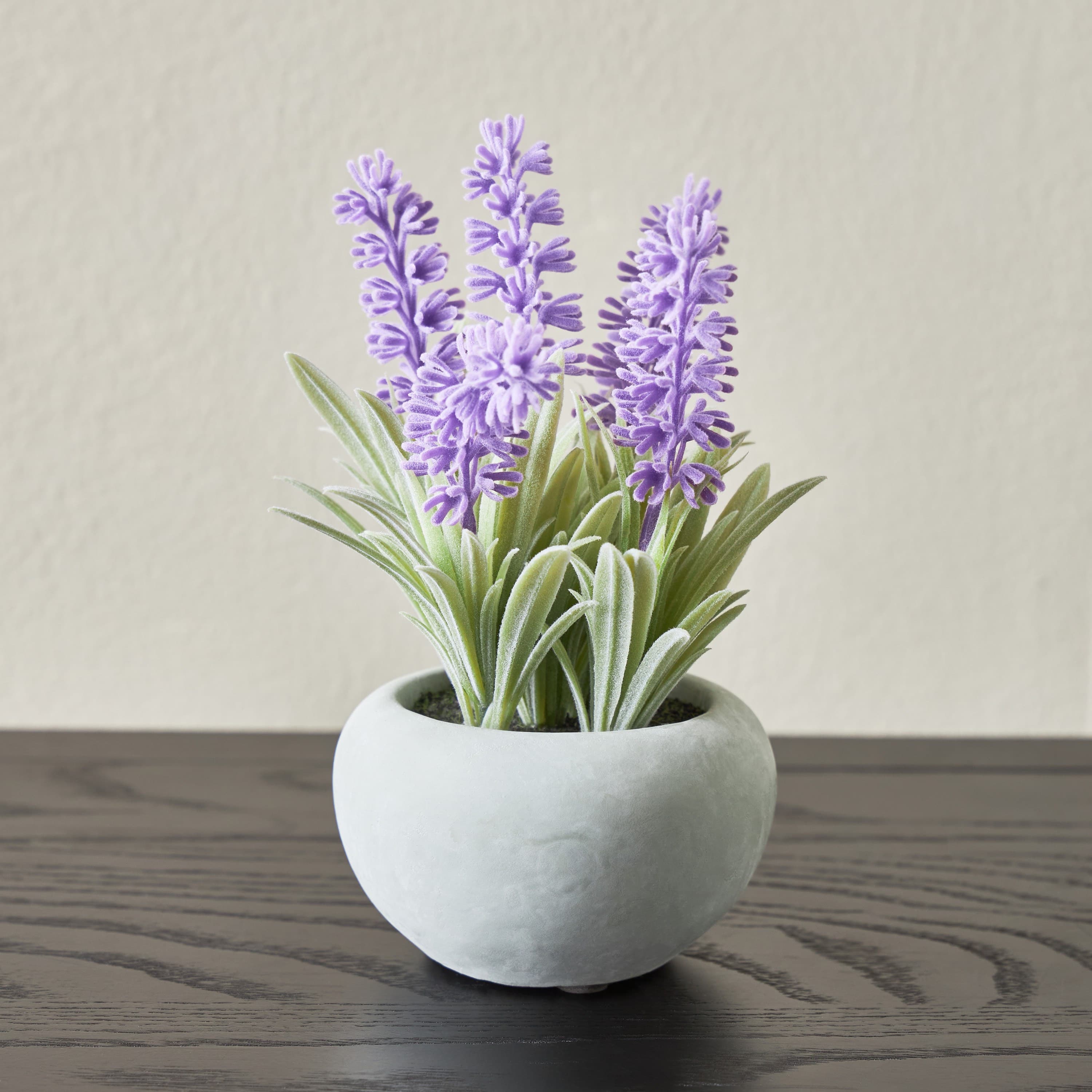Pixie Lavender Plant with Pot - 13 cm