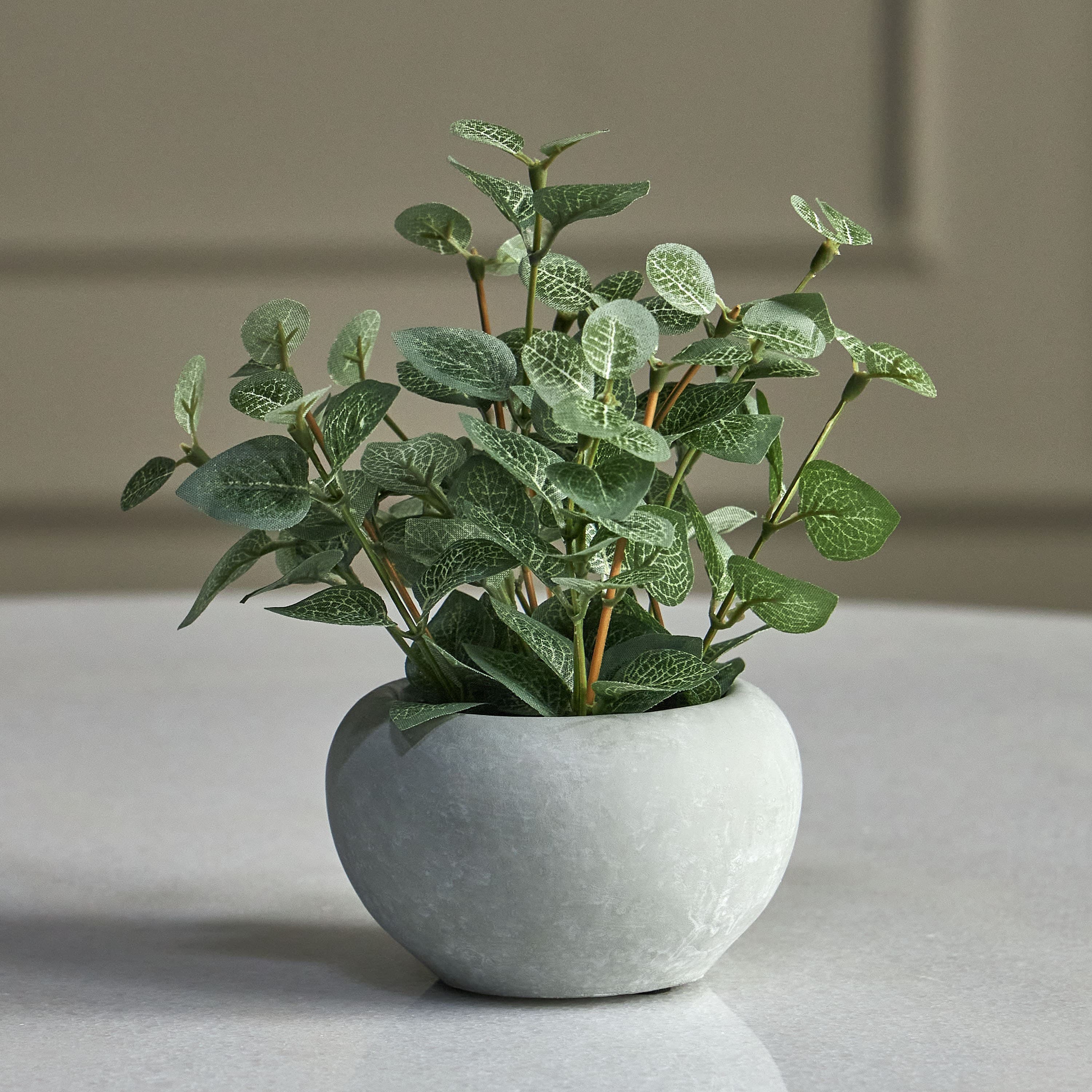 Pixie Eucalyptus Plant in Pot - 13 cm