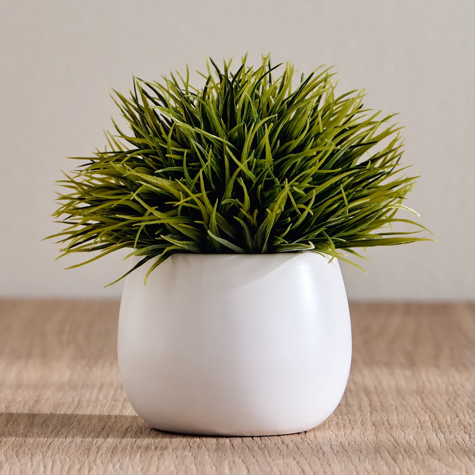 Stark Grass in Aglaia Pot - 18 cm Potted Plants