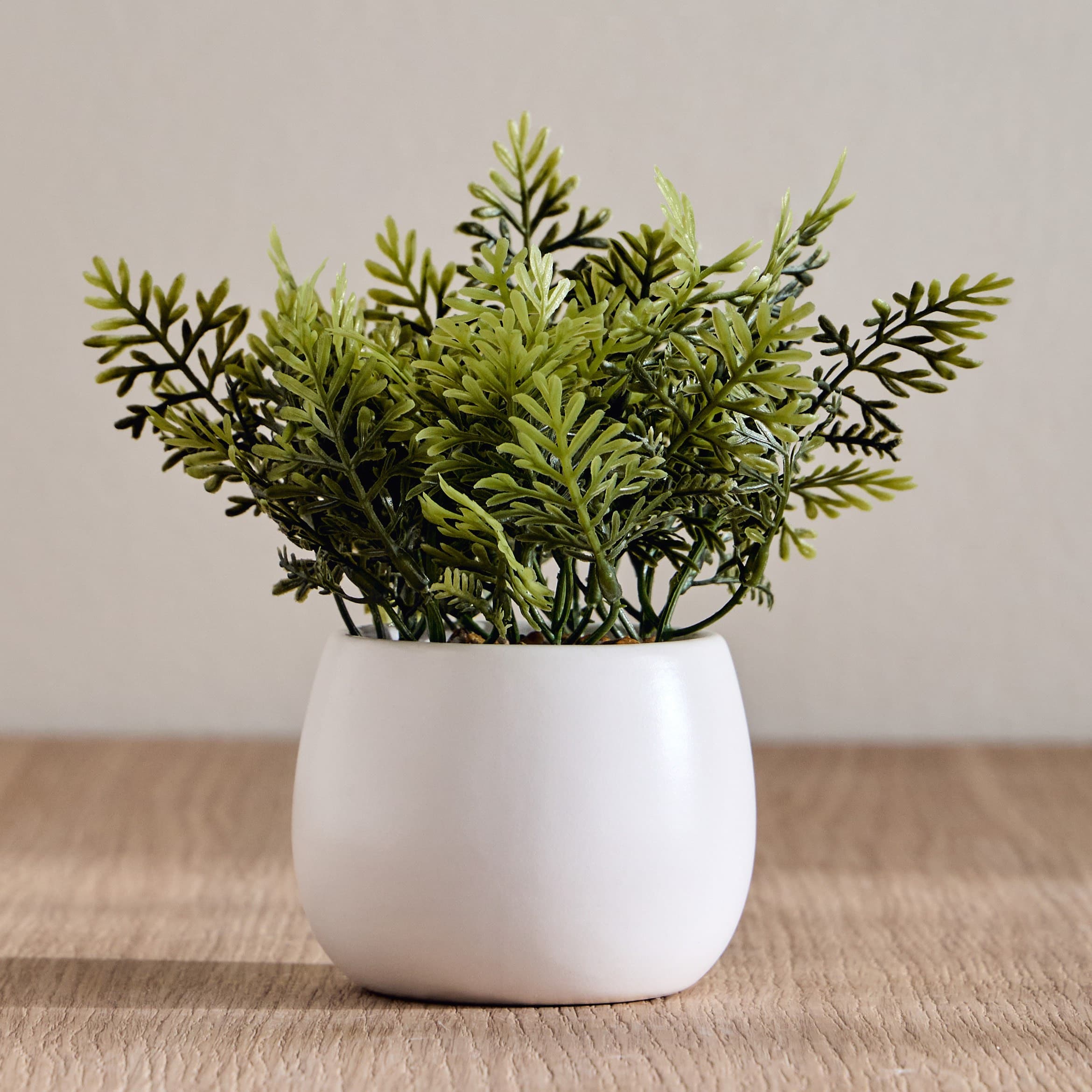 Stark Wild Fern Plant in Pot - 20 cm Potted Plants