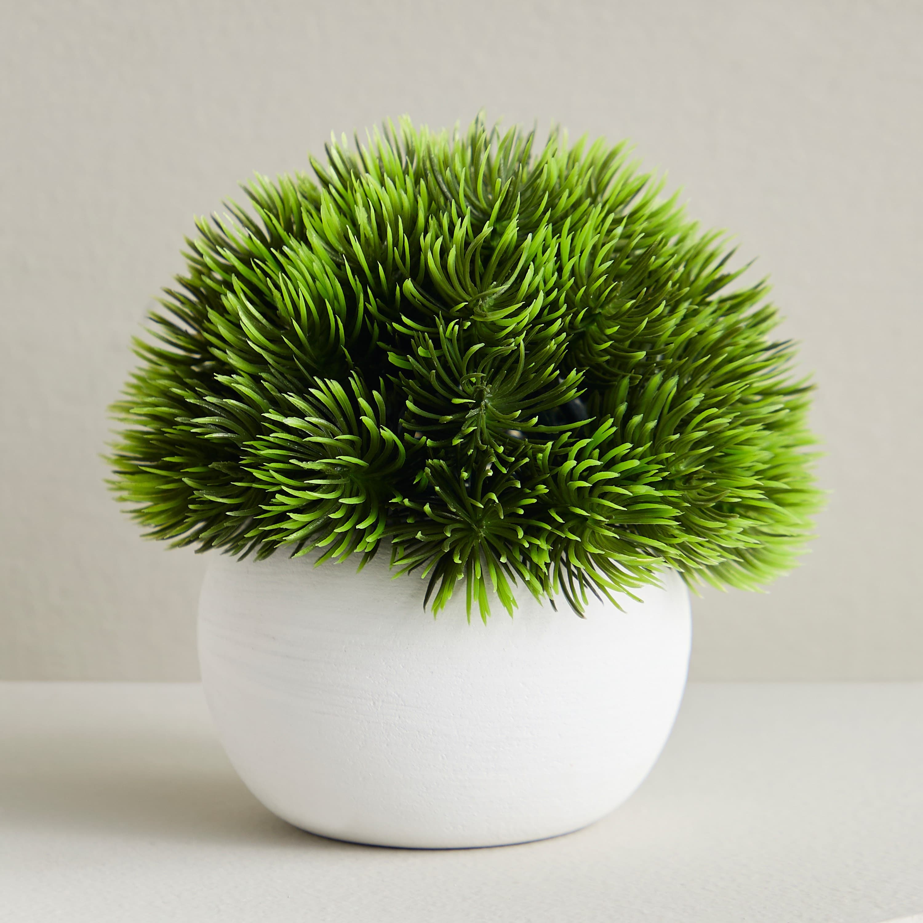 Urbano Blanc Pine Shrub Plant in Pot - 10 cm Potted Plants