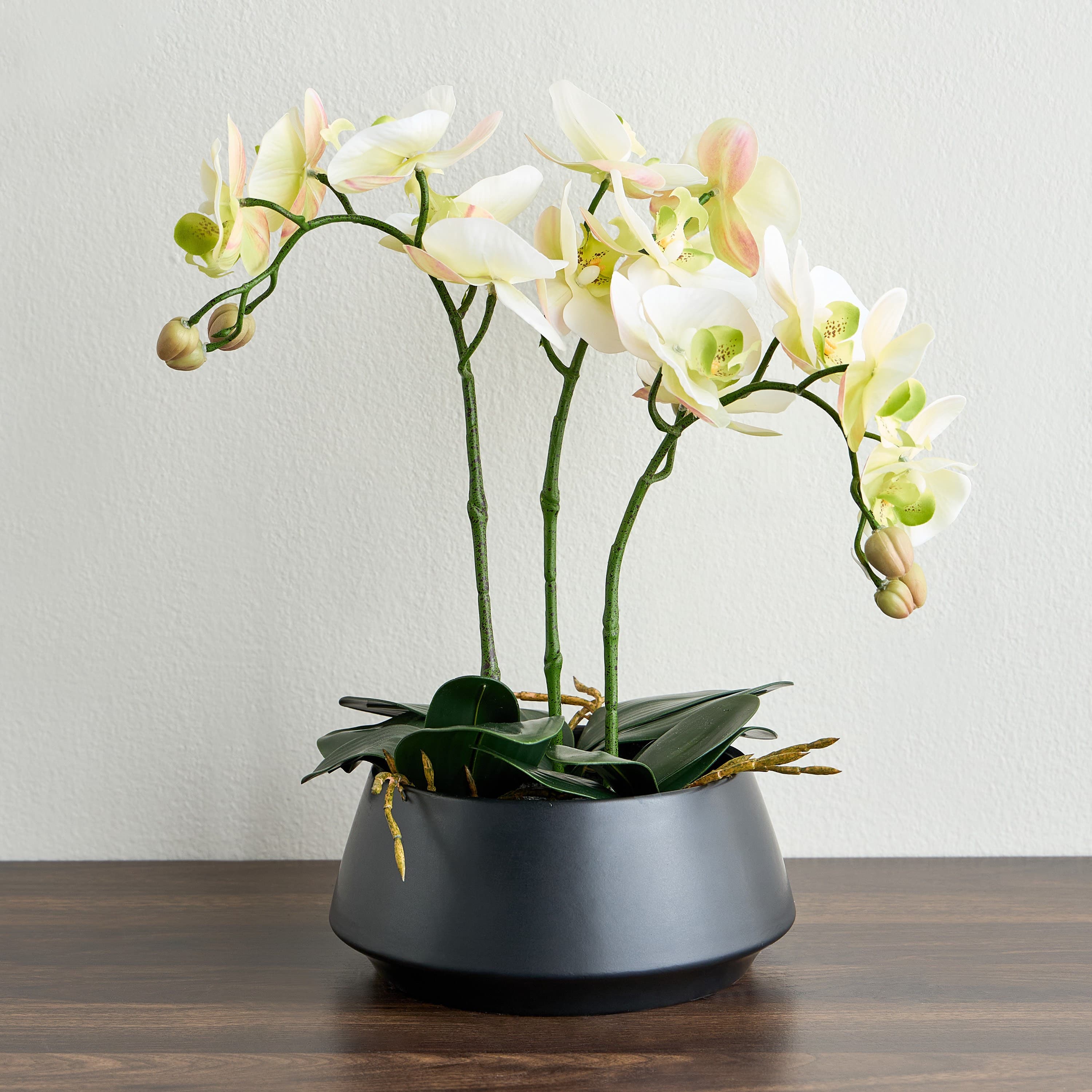 Urbano Orchid Plant in Ceramic Pot - 43 cm Stems, Flowers & Arrangements