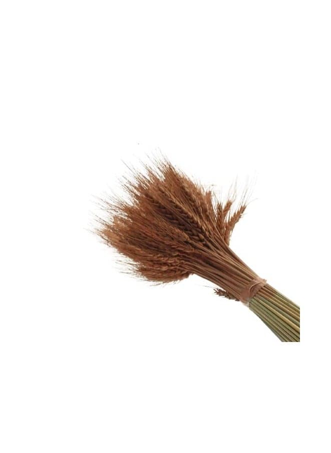 Natural Dried Wheat Grass Bundle Artificial Wheat Dried Flower Mocka -50 (٤)