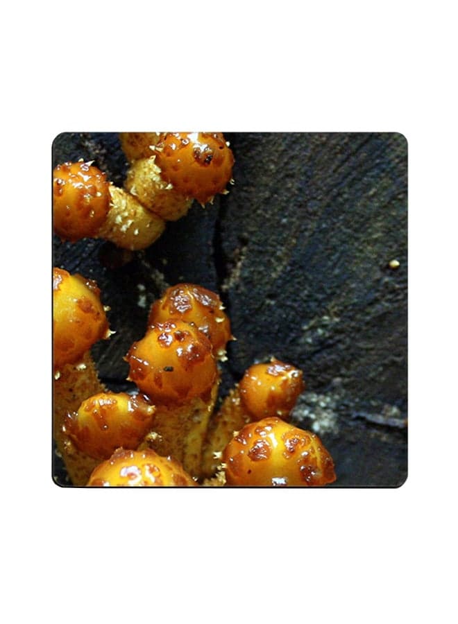 Mushrooms Printed Coaster Multicolour 9x9cm
