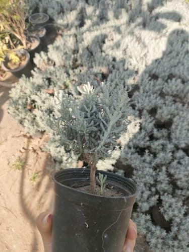 Artemisia Silver Wormwood Plant, Live Herb Plants, Natural Insect Repelling Properties, 2 Plants Plant seed